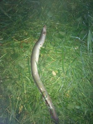 IMG_20210608_230320998.jpg IMG_20210608_230320998.jpg