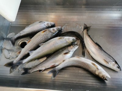 IMG_20210613_173231.jpg IMG_20210613_173231.jpg