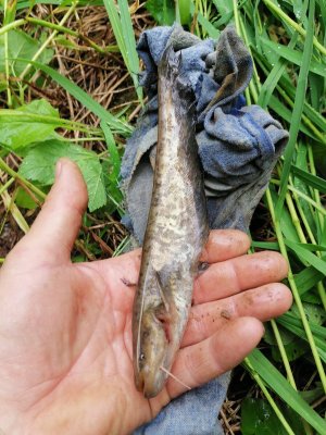 IMG_20210610_200754.jpg IMG_20210610_200754.jpg