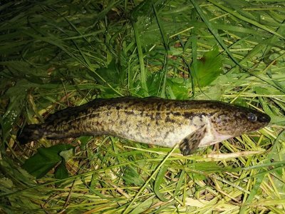 IMG_20210610_215105.jpg IMG_20210610_215105.jpg