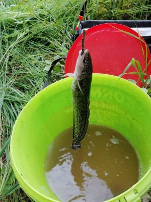 IMG_20210610_194207.jpg IMG_20210610_194207.jpg