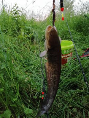 IMG_20210610_212321.jpg IMG_20210610_212321.jpg