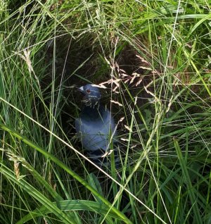 20210619_215417.jpg 20210619_215417.jpg