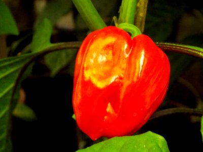 Helenenhof-Chili 072017 059.JPG