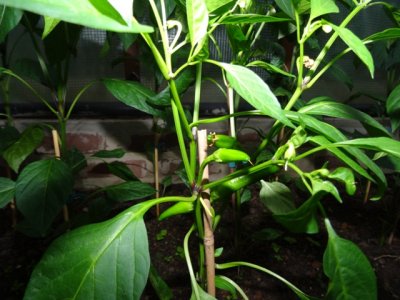 Chili Juni 21 008.JPG