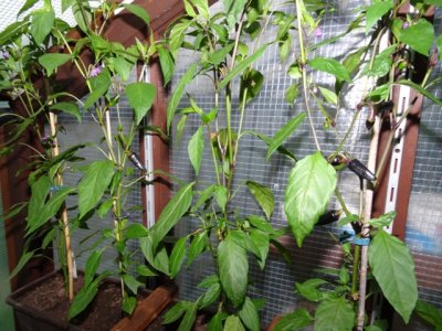 Chili Juni 21 004.JPG