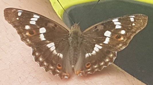 Krieblmücke 009.jpg