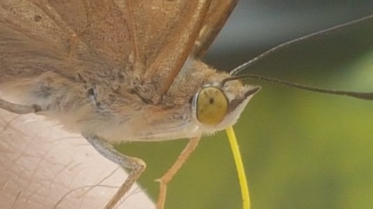 Krieblmücke 006.jpg