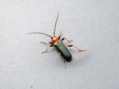 P1000420a.jpg P1000420a.jpg