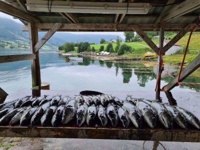 IMG-20210724-WA0015.jpg IMG-20210724-WA0015.jpg