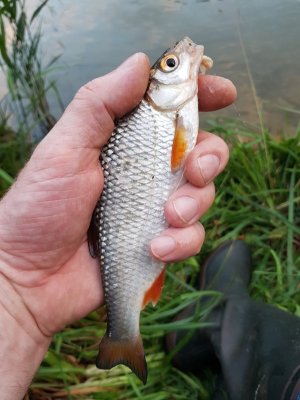 20210725_210314.jpg 20210725_210314.jpg