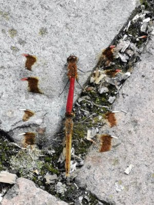 IMG_20210807_132745.jpg IMG_20210807_132745.jpg