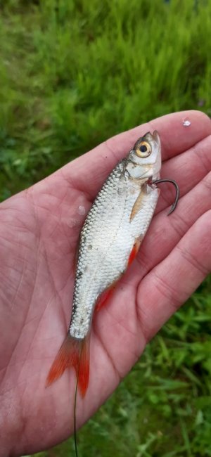 20210808_202910.jpg 20210808_202910.jpg