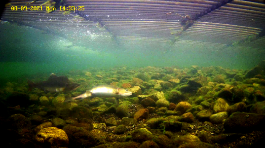 Pukkellaks 2 Etne 09.98.21.png