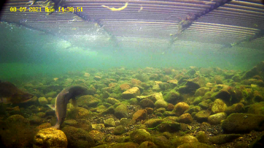 Pukkellaks 4 Etne 09.08.21.png