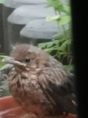 IMG_20210730_154723.jpg IMG_20210730_154723.jpg