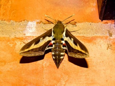 DSC02471.JPG DSC02471.JPG