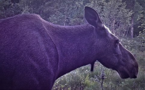 STC_0028-2E-F.jpg STC_0028-2E-F.jpg