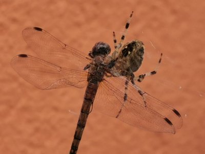 IMG_20210812_122556.jpg IMG_20210812_122556.jpg