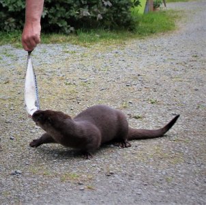 IMG_5271.JPG IMG_5271.JPG