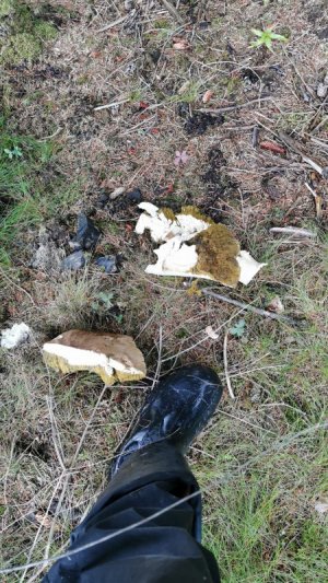 IMG-20210816-WA0000.jpeg IMG-20210816-WA0000.jpeg