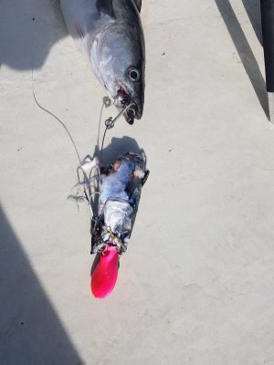D057D131-689D-4AE8-89E0-F0D5600FD6BB.jpeg