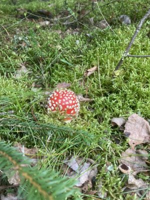 42385061-130F-44A2-B35A-7880A2261DB9.jpeg 42385061-130F-44A2-B35A-7880A2261DB9.jpeg