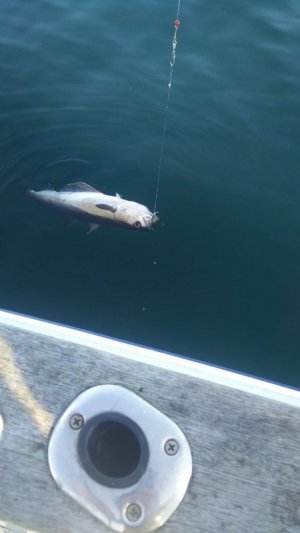 IMG_20210827_120925.jpg