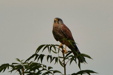 DSC_5965.JPG DSC_5965.JPG