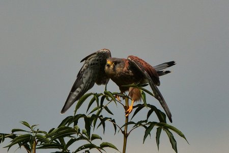 DSC_5962.JPG DSC_5962.JPG