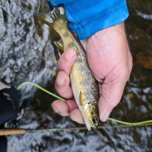 Frorelle.jpg Frorelle.jpg