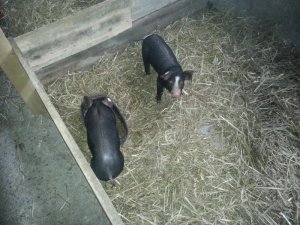 uploadfromtaptalk1427016974480.jpg uploadfromtaptalk1427016974480.jpg