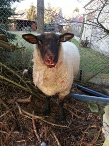 uploadfromtaptalk1427105104242.jpg uploadfromtaptalk1427105104242.jpg