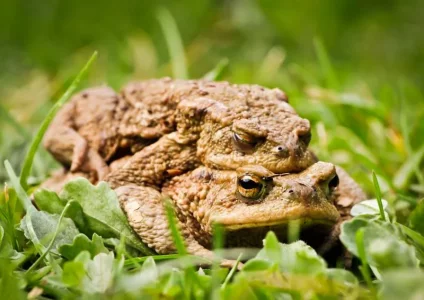 1504sieglinde_senser Kröten001.webp