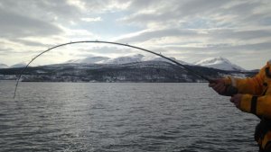 Zenaq Rouf 73b 2.jpg