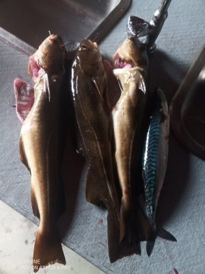 IMG_20210915_140640_569.jpg IMG_20210915_140640_569.jpg