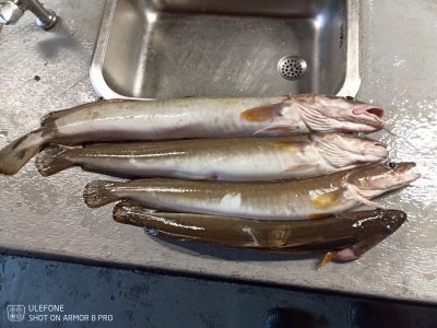 IMG_20210915_181020_111.jpg IMG_20210915_181020_111.jpg