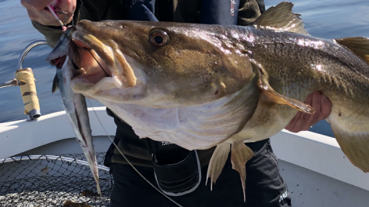 1632650079647.png 1632650079647.png