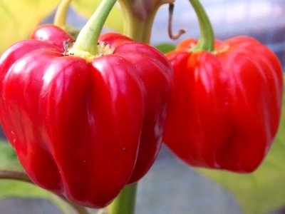 Dendou Maru 9000 Plays 045.JPG