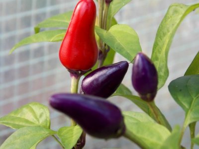 Dendou Maru 9000 Plays 046.JPG