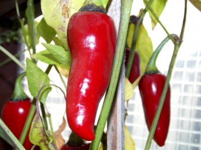 Dendou Maru 9000 Plays 049.JPG