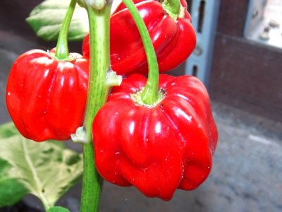 Dendou Maru 9000 Plays 055.JPG