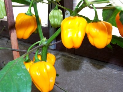 Dendou Maru 9000 Plays 058.JPG