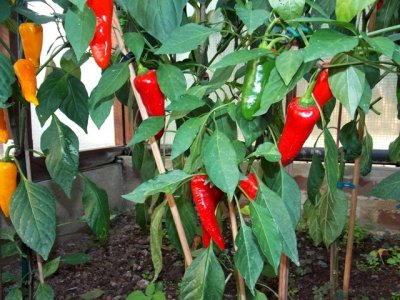 Dendou Maru 9000 Plays 059.JPG