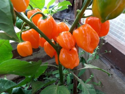 Dendou Maru 9000 Plays 067.JPG