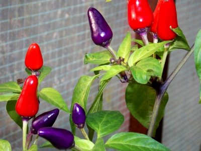 Dendou Maru 9000 Plays 060.JPG