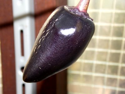 Dendou Maru 9000 Plays 062.JPG