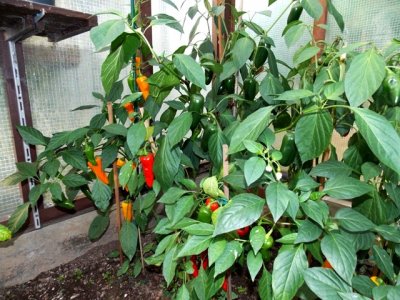 Dendou Maru 9000 Plays 069.JPG