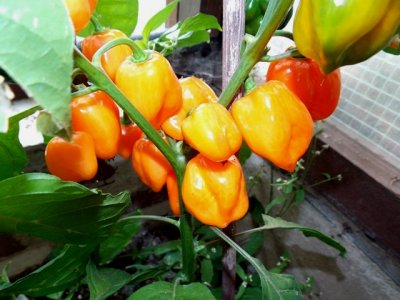 Dendou Maru 9000 Plays 065.JPG