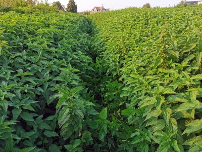 IMG_20210926_170452.jpg IMG_20210926_170452.jpg